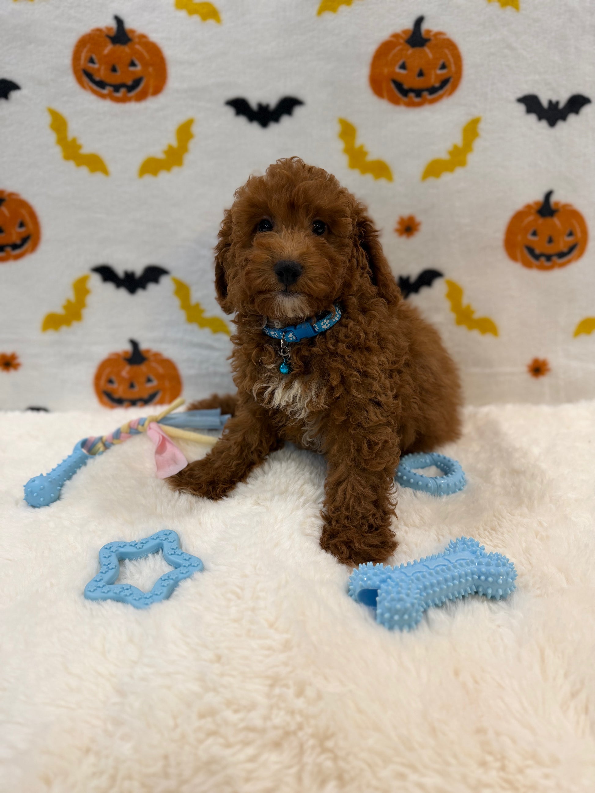 LINO (ACA Mini Poodle)