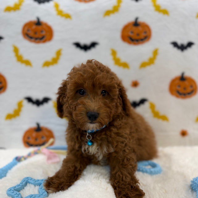 LINO (ACA Mini Poodle)