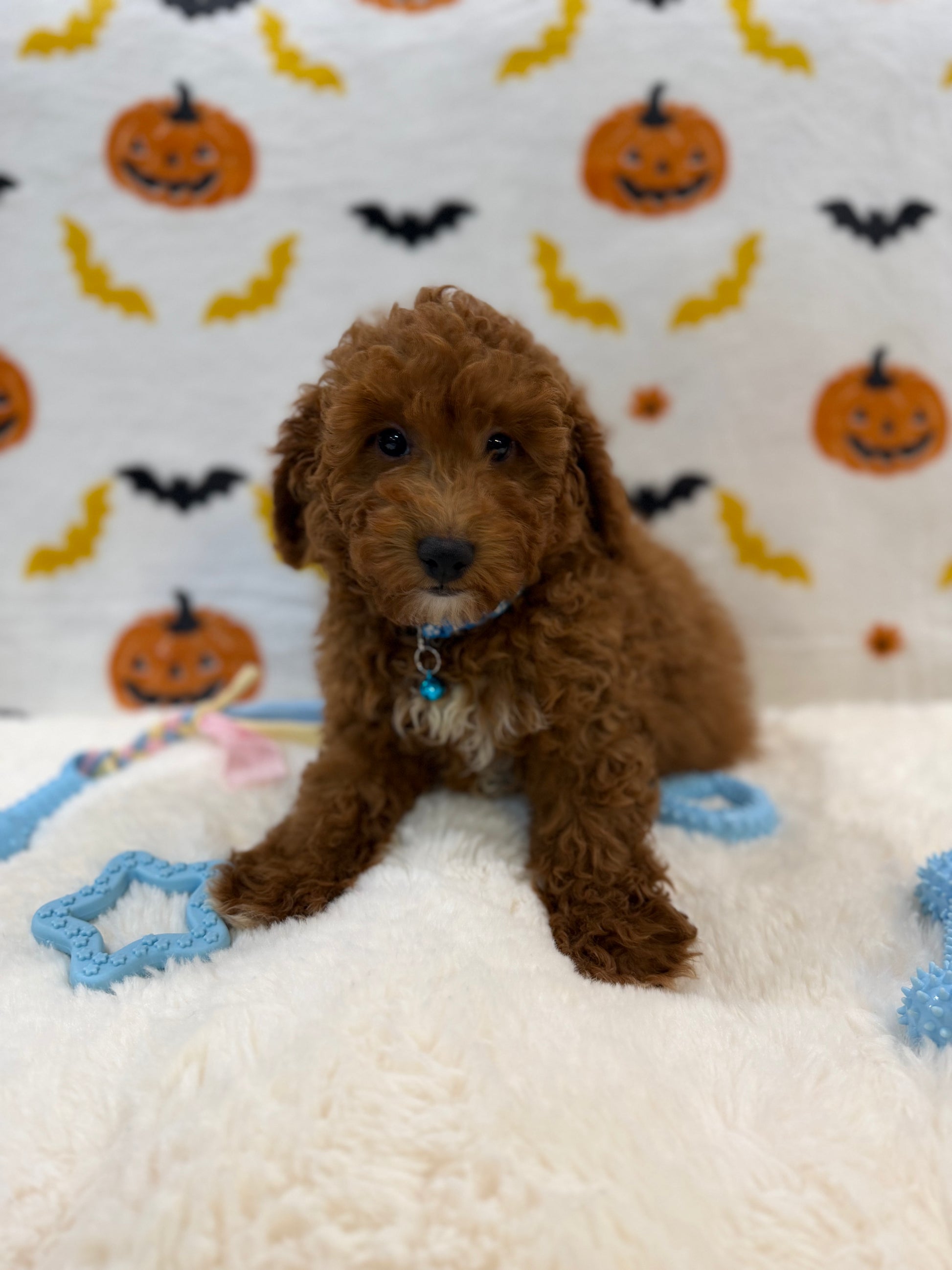LINO (ACA Mini Poodle)