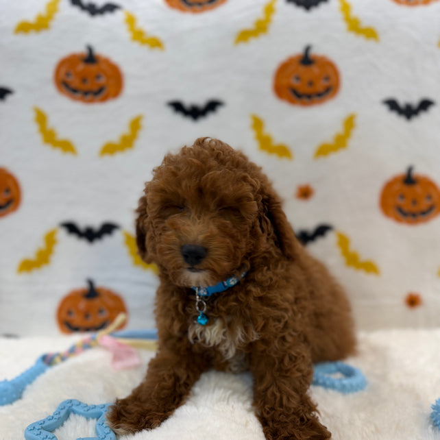 LINO (ACA Mini Poodle)