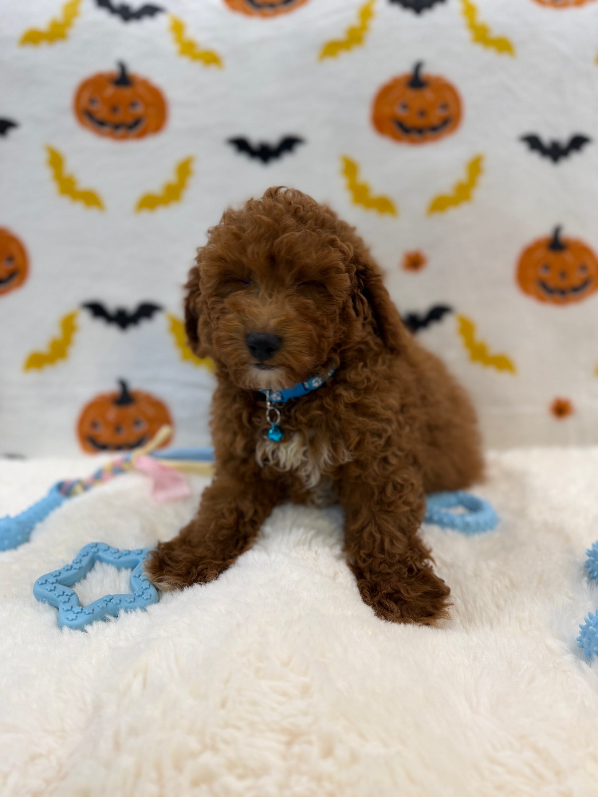LINO (ACA Mini Poodle)