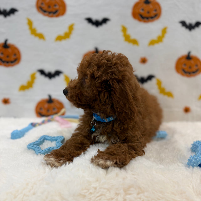 LINO (ACA Mini Poodle)