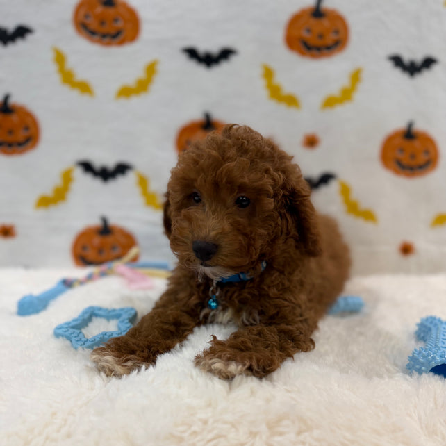 LINO (ACA Mini Poodle)