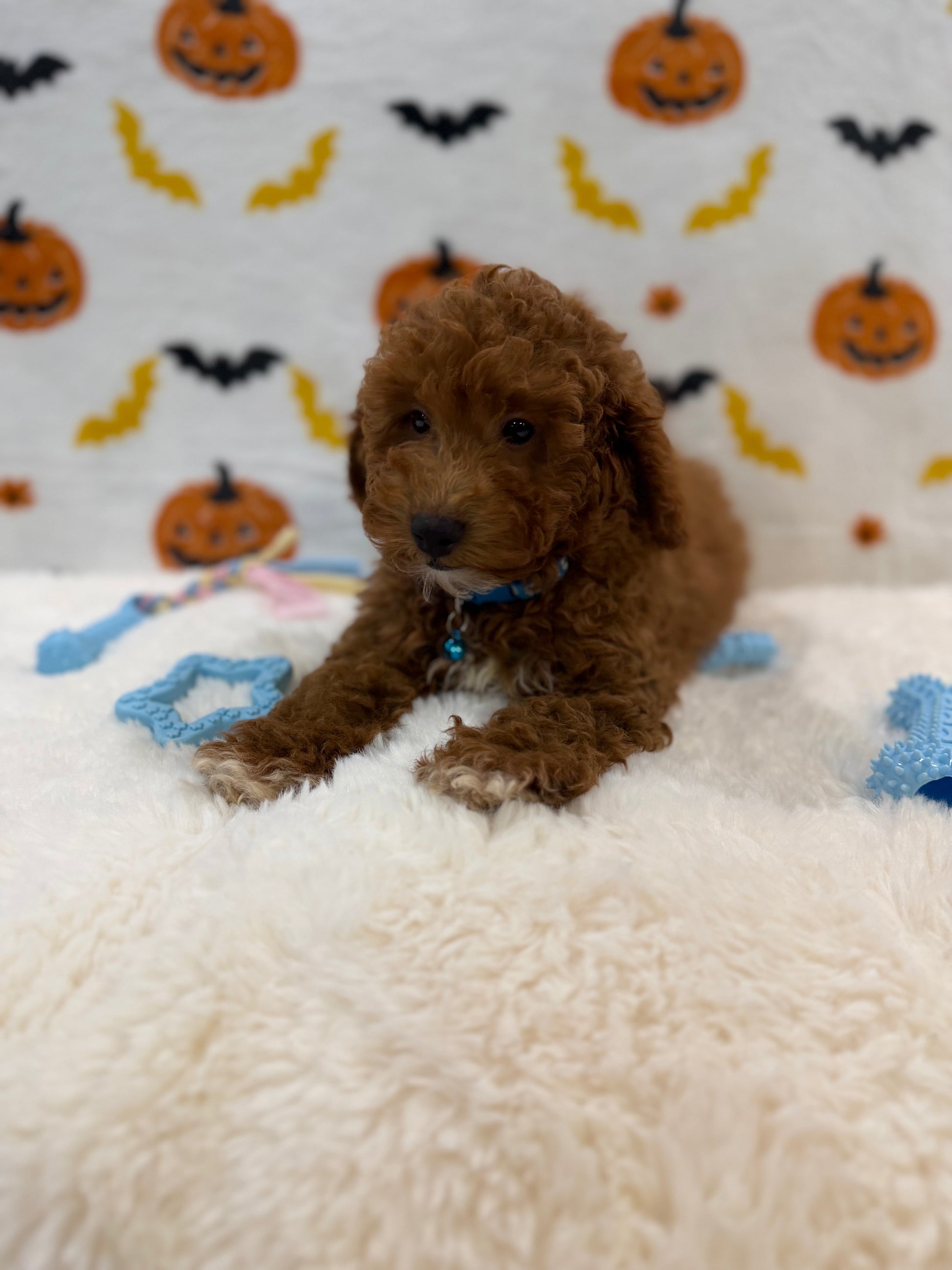 LINO (ACA Mini Poodle)