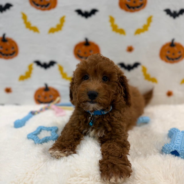 LINO (ACA Mini Poodle)