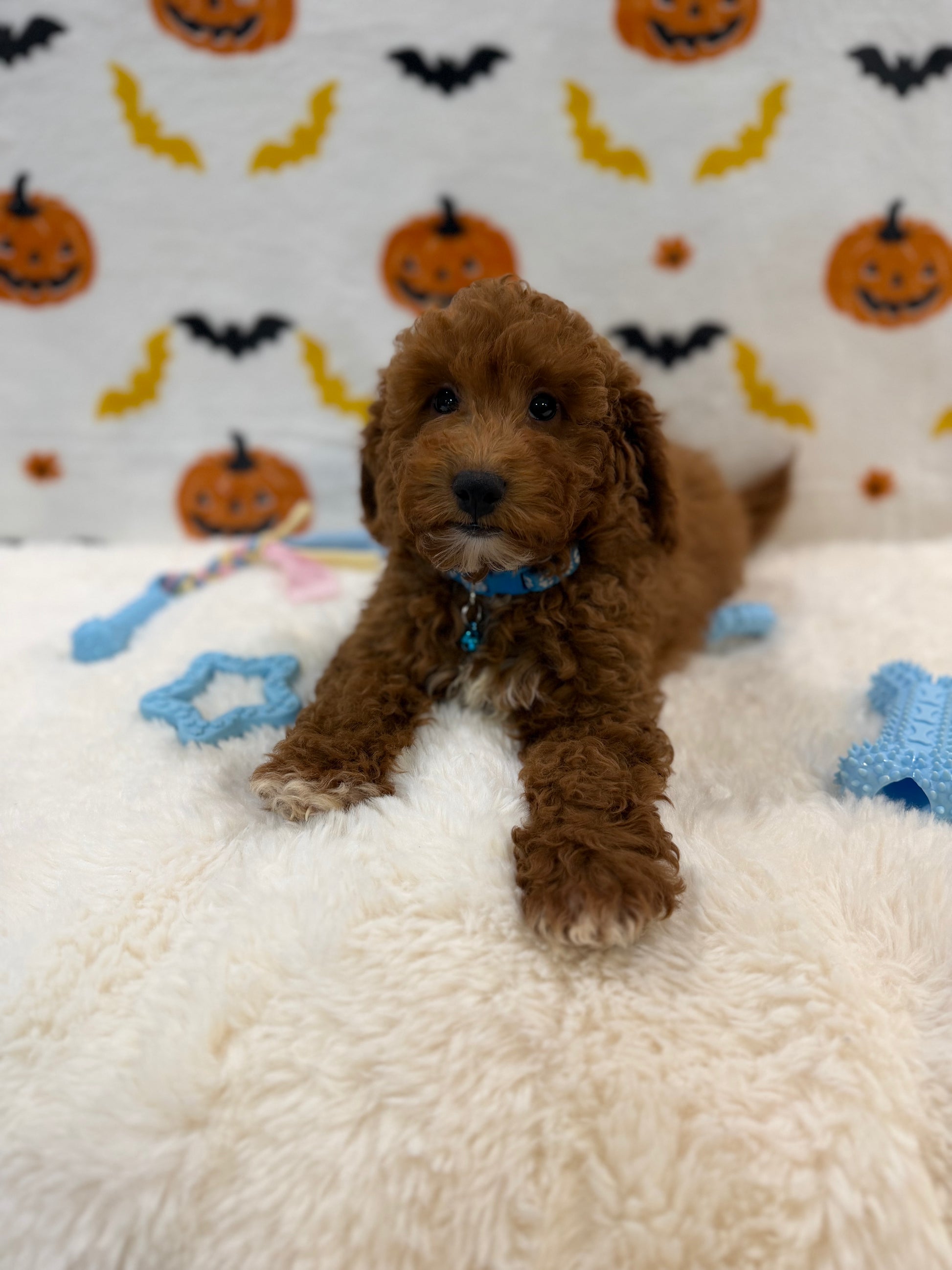 LINO (ACA Mini Poodle)