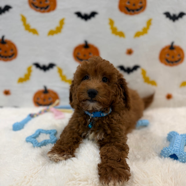 LINO (ACA Mini Poodle)