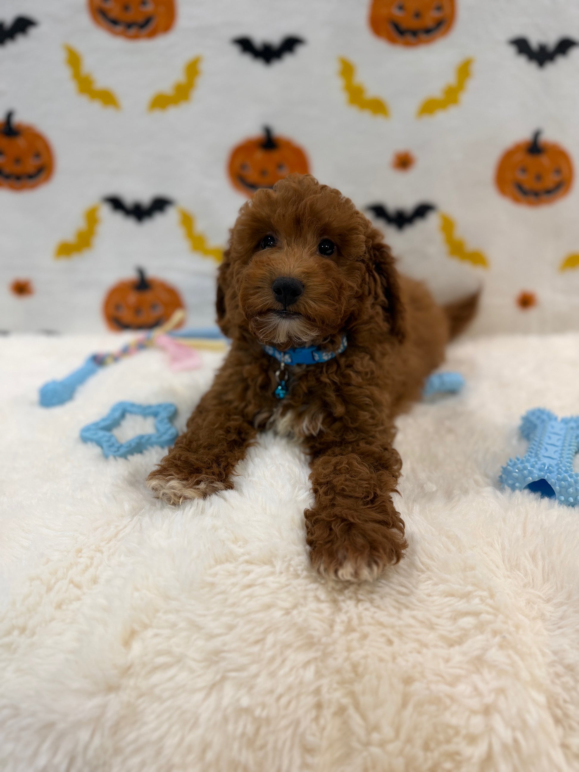 LINO (ACA Mini Poodle)