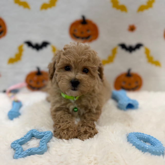 MILO (Bichon Poodle)