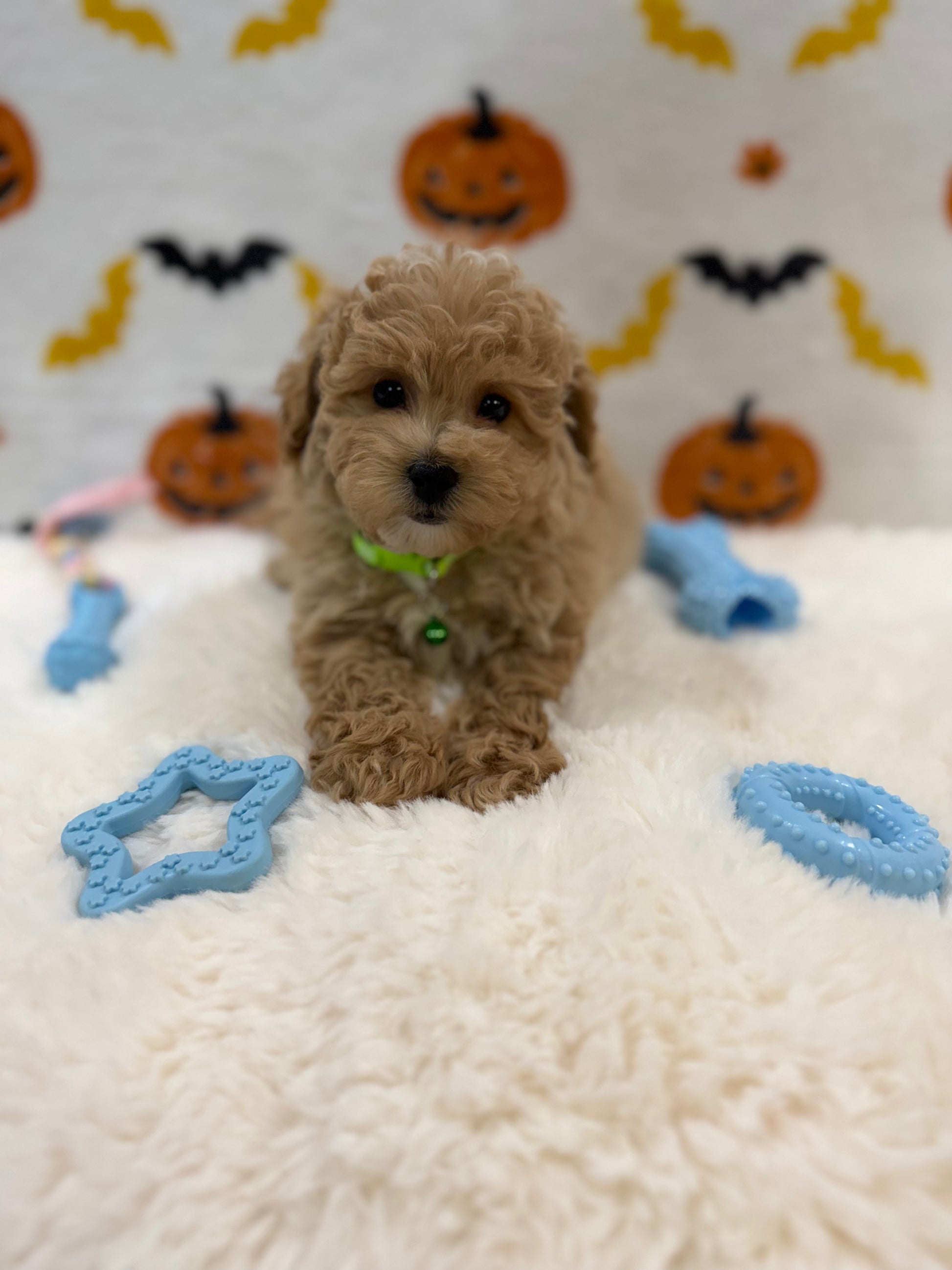MILO (Bichon Poodle)