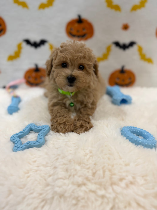 MILO (Bichon Poodle)