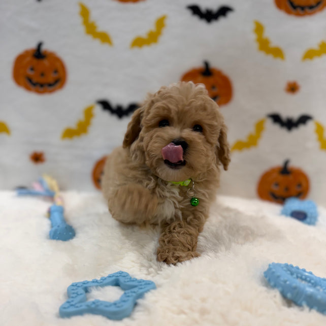 MILO (Bichon Poodle)