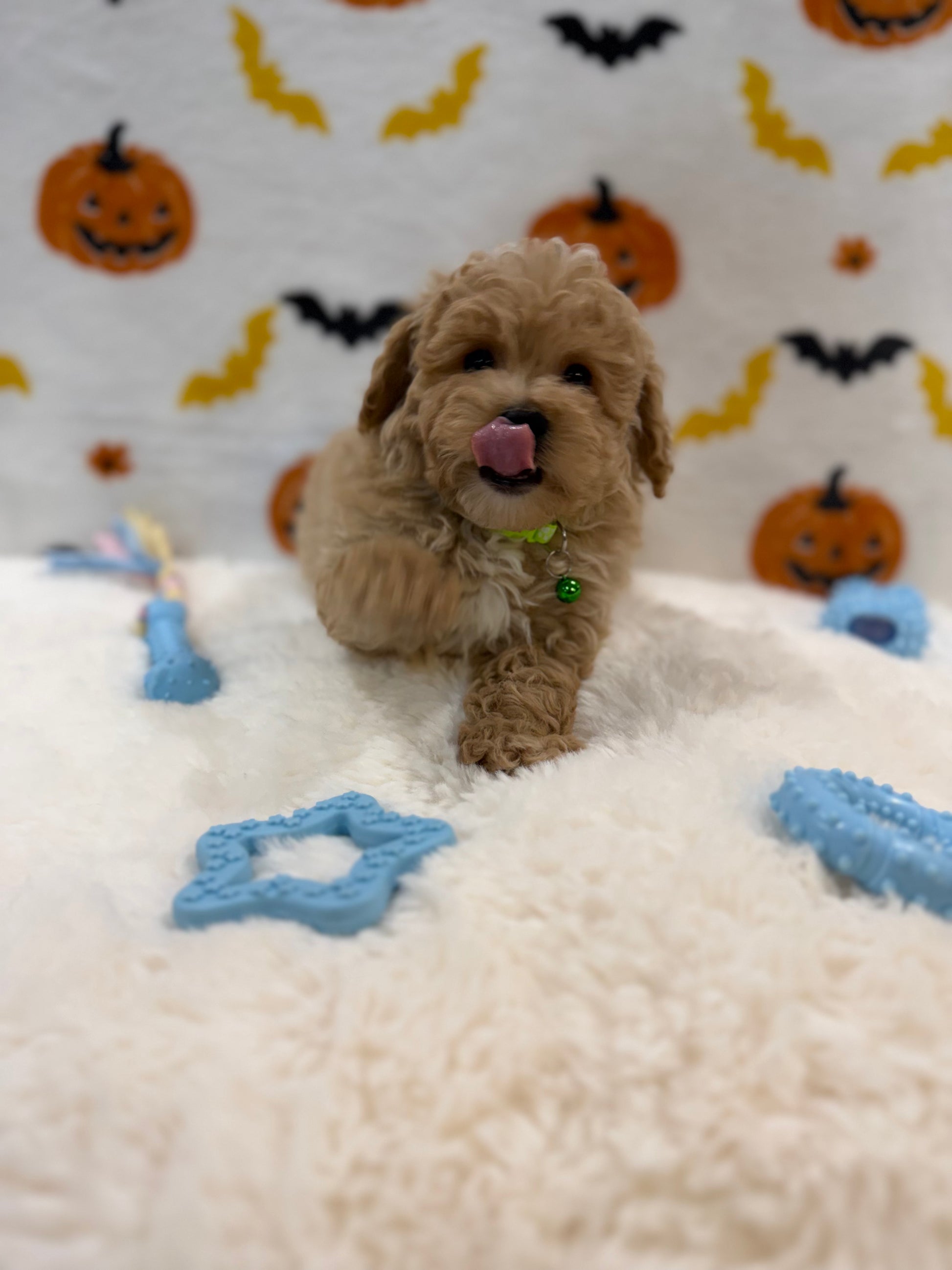 MILO (Bichon Poodle)