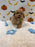 MILO (Bichon Poodle)
