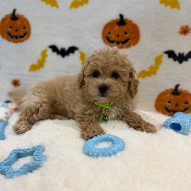 MILO (Bichon Poodle)