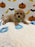 MILO (Bichon Poodle)