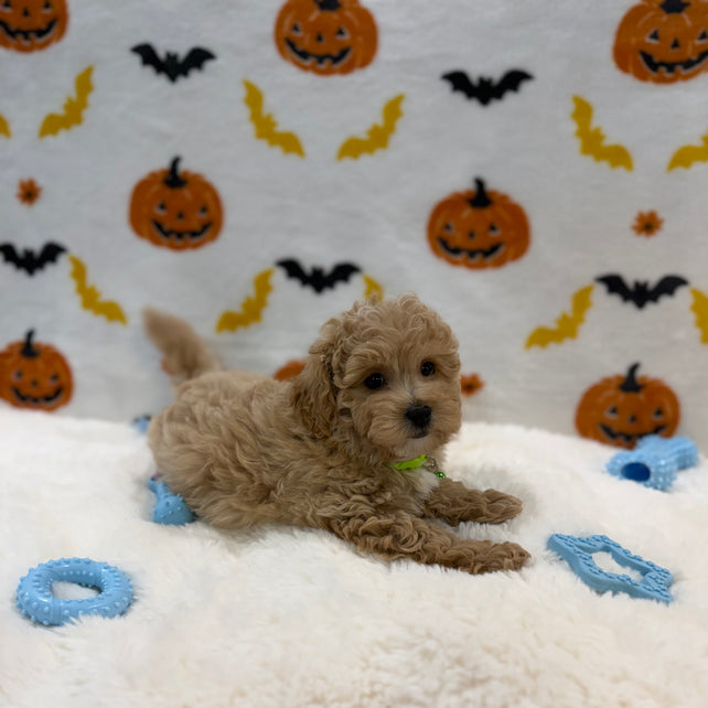 MILO (Bichon Poodle)