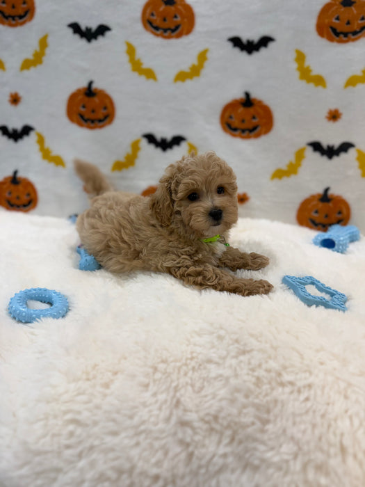 MILO (Bichon Poodle)