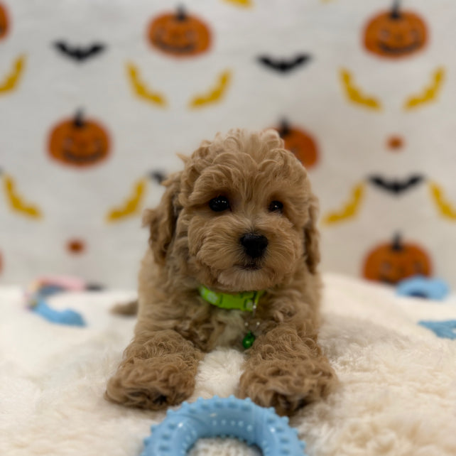 MILO (Bichon Poodle)