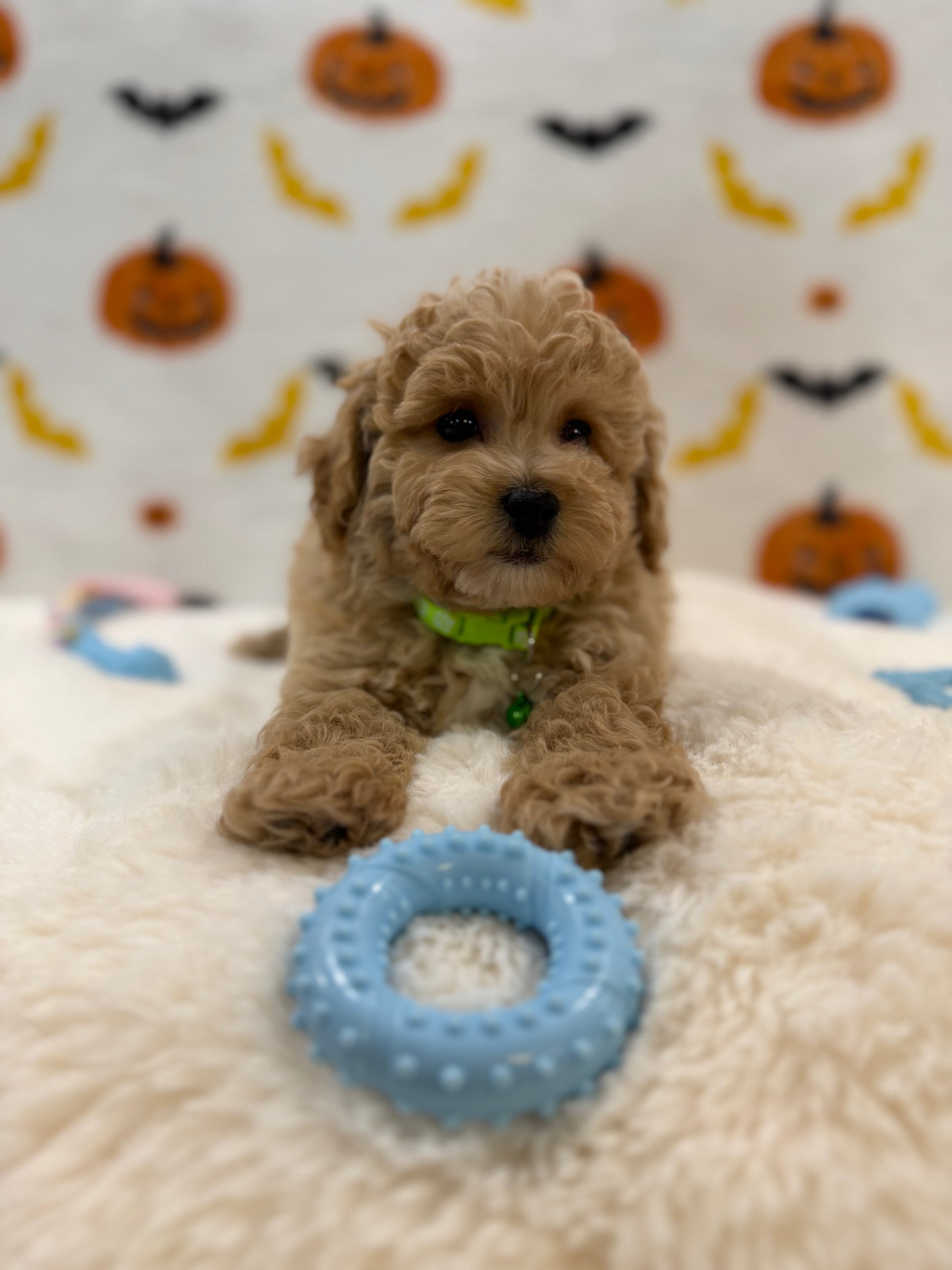 MILO (Bichon Poodle)