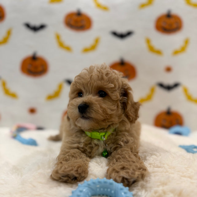 MILO (Bichon Poodle)