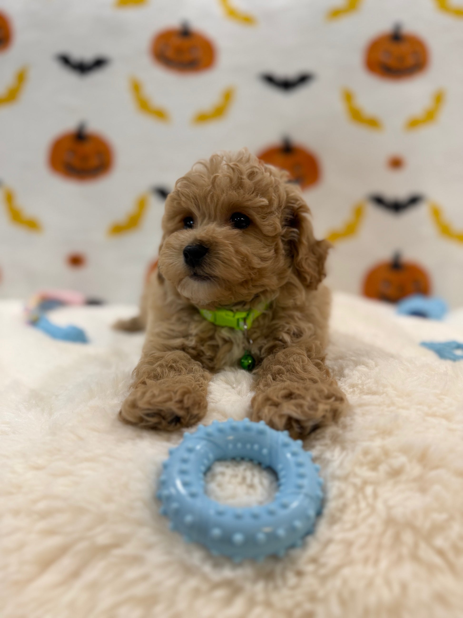 MILO (Bichon Poodle)