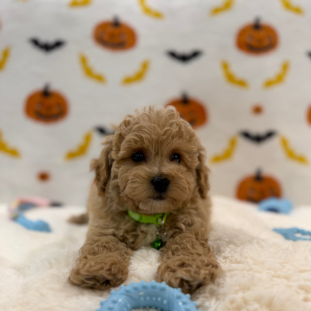 MILO (Bichon Poodle)
