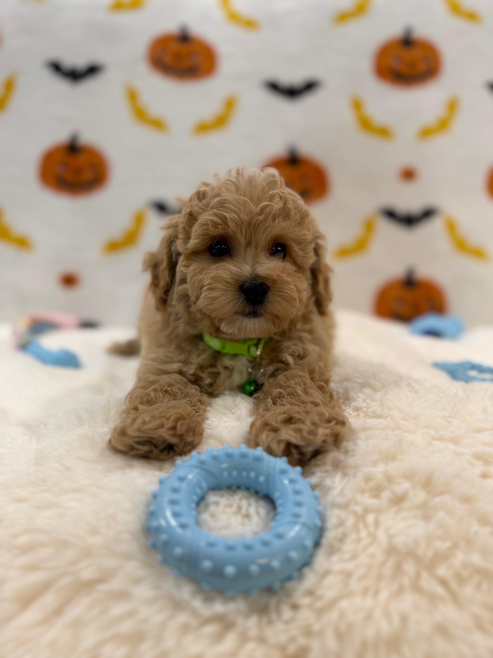 MILO (Bichon Poodle)
