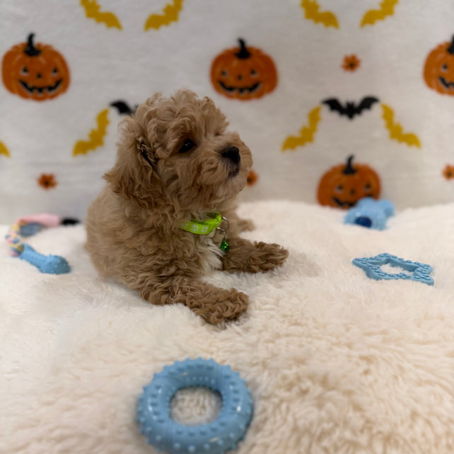 MILO (Bichon Poodle)