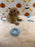 MILO (Bichon Poodle)