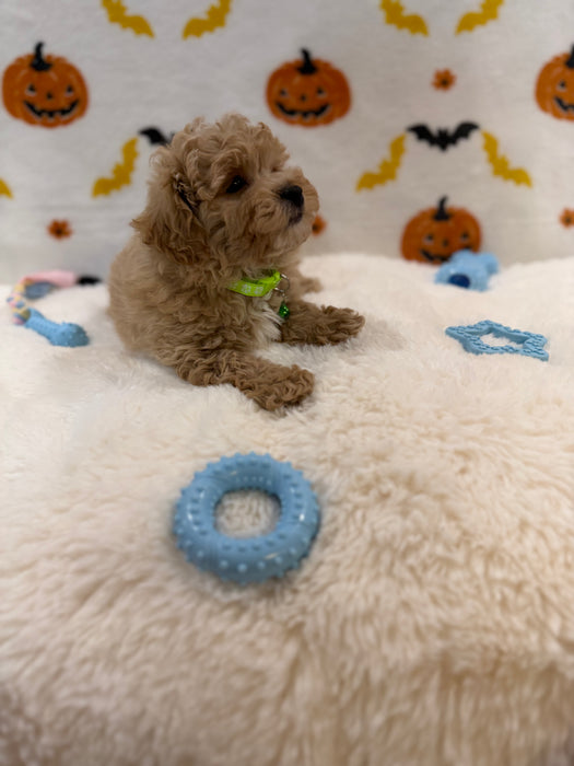 MILO (Bichon Poodle)