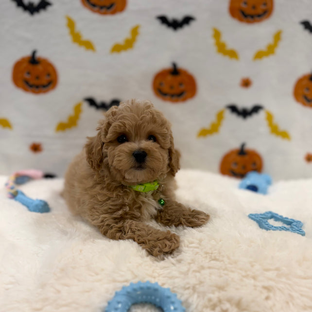 MILO (Bichon Poodle)