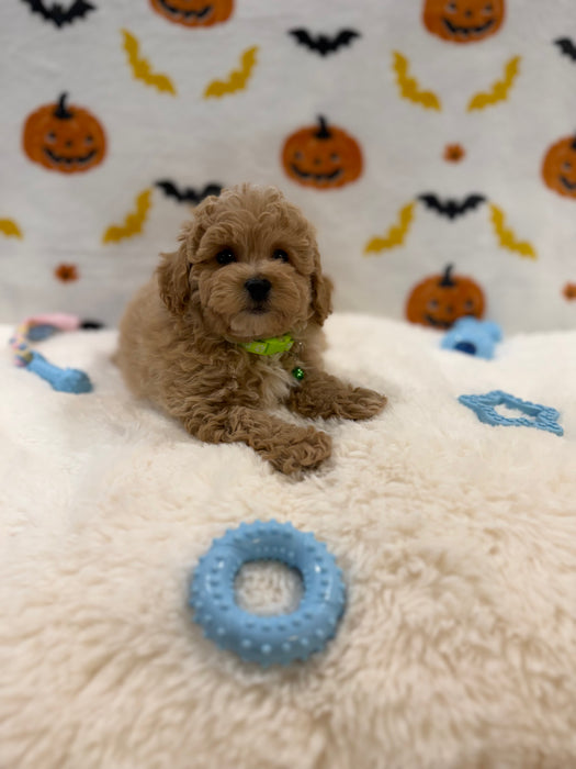 MILO (Bichon Poodle)