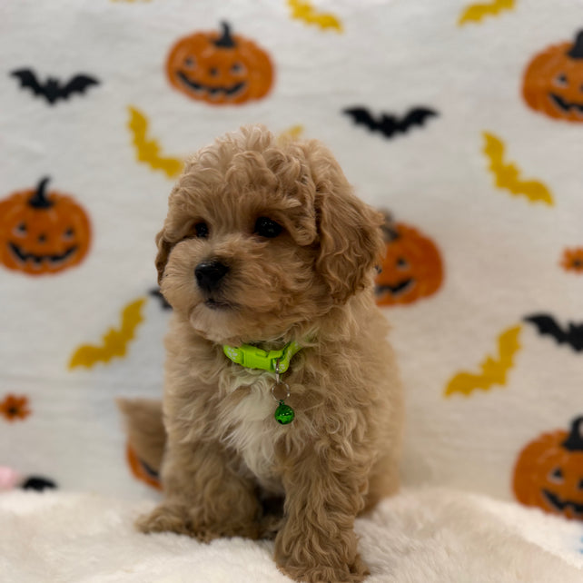 MILO (Bichon Poodle)
