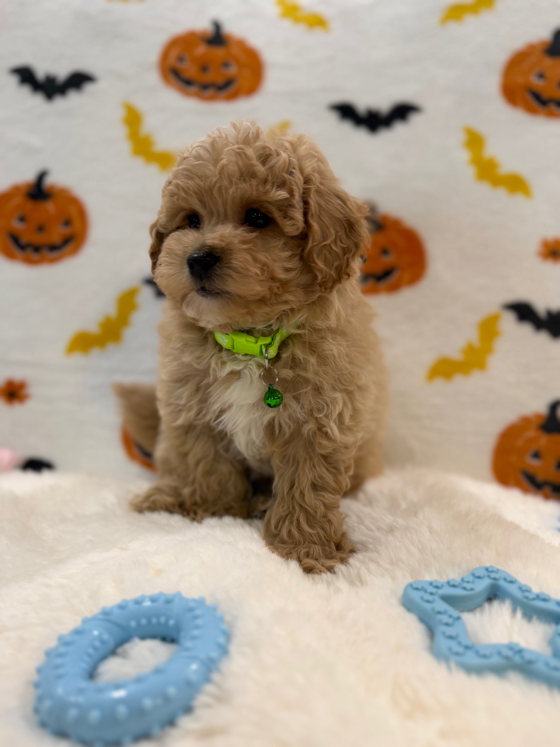 MILO (Bichon Poodle)