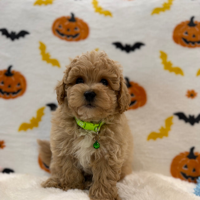 MILO (Bichon Poodle)
