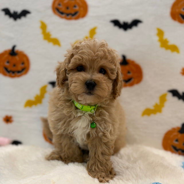 MILO (Bichon Poodle)
