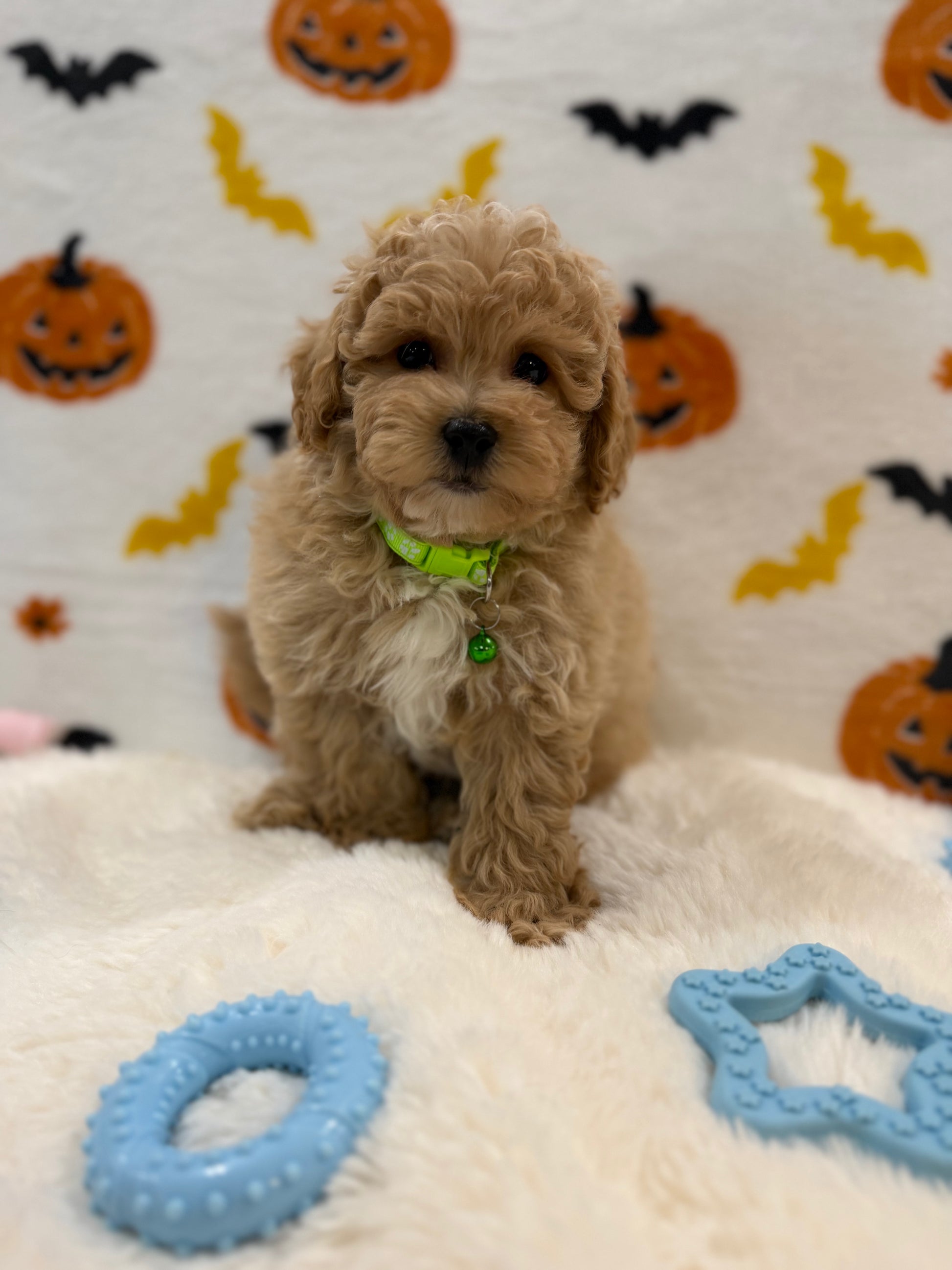 MILO (Bichon Poodle)