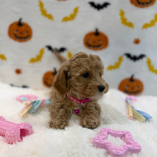 KIARA (Bichon Poodle)
