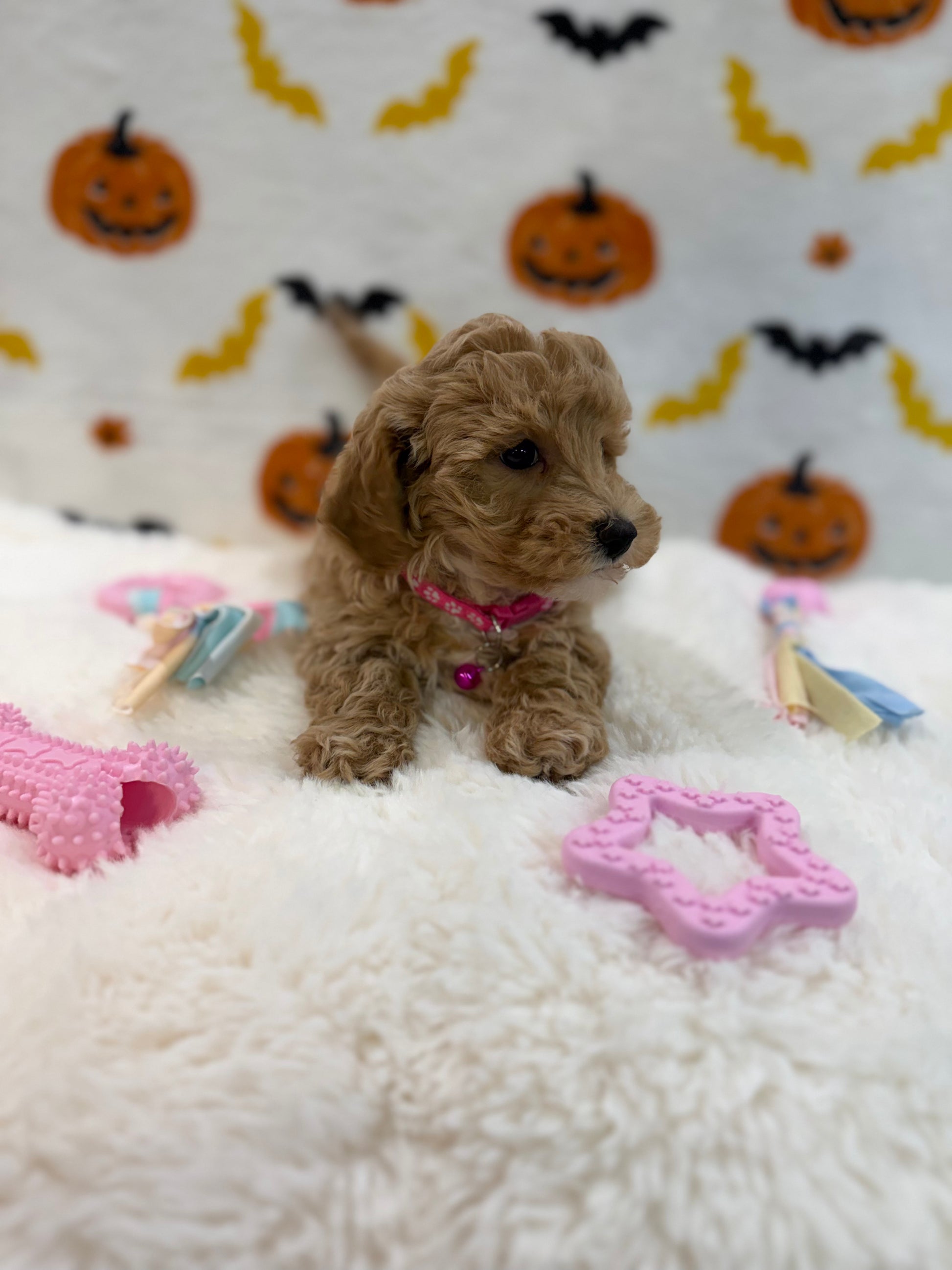 KIARA (Bichon Poodle)