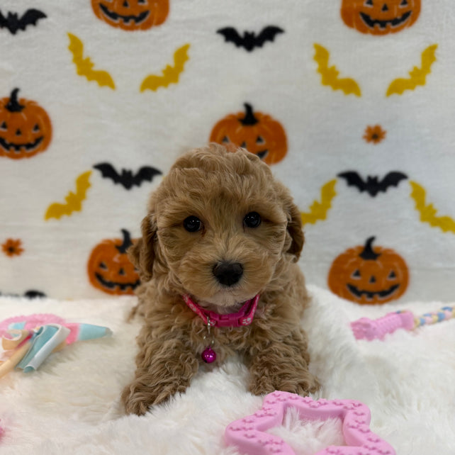 KIARA (Bichon Poodle)