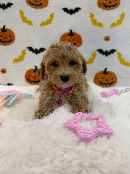 KIARA (Bichon Poodle)