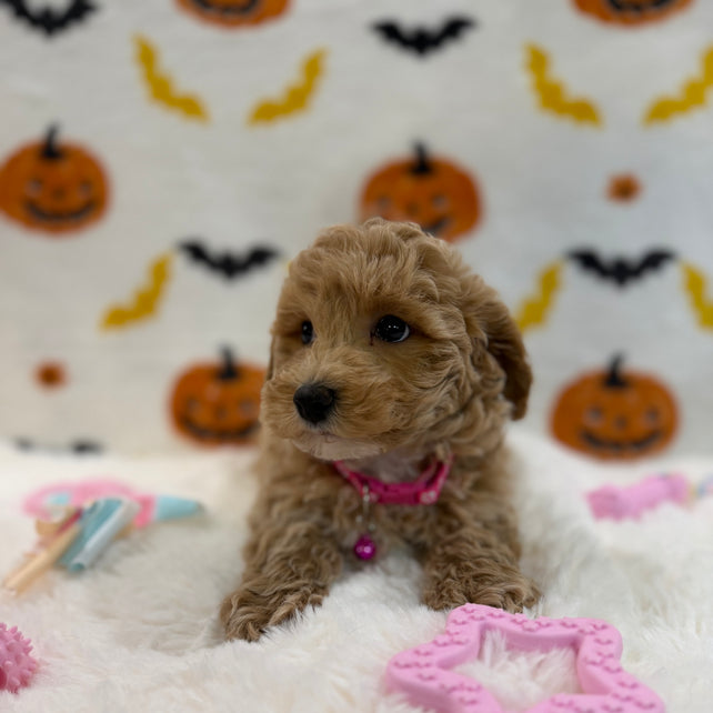 KIARA (Bichon Poodle)