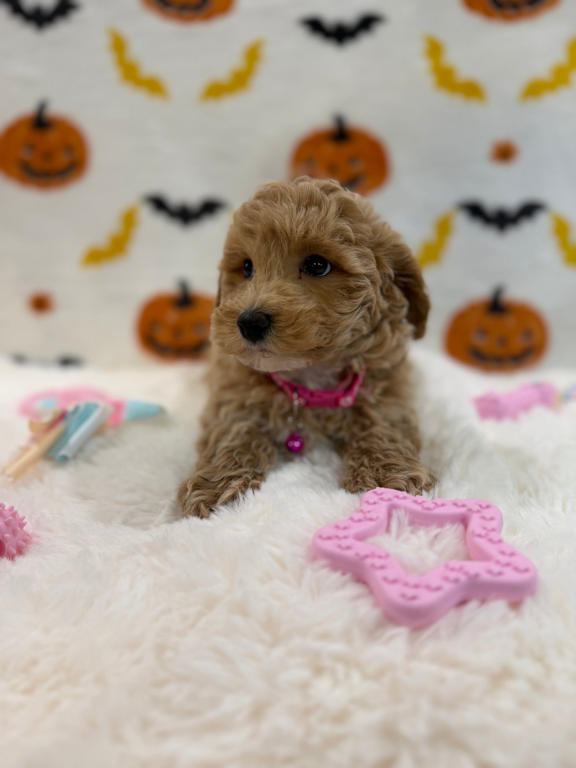 KIARA (Bichon Poodle)