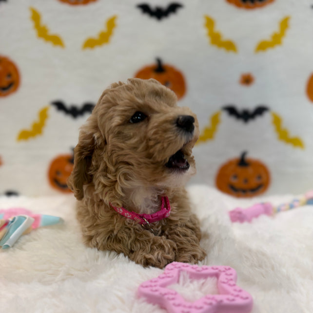 KIARA (Bichon Poodle)