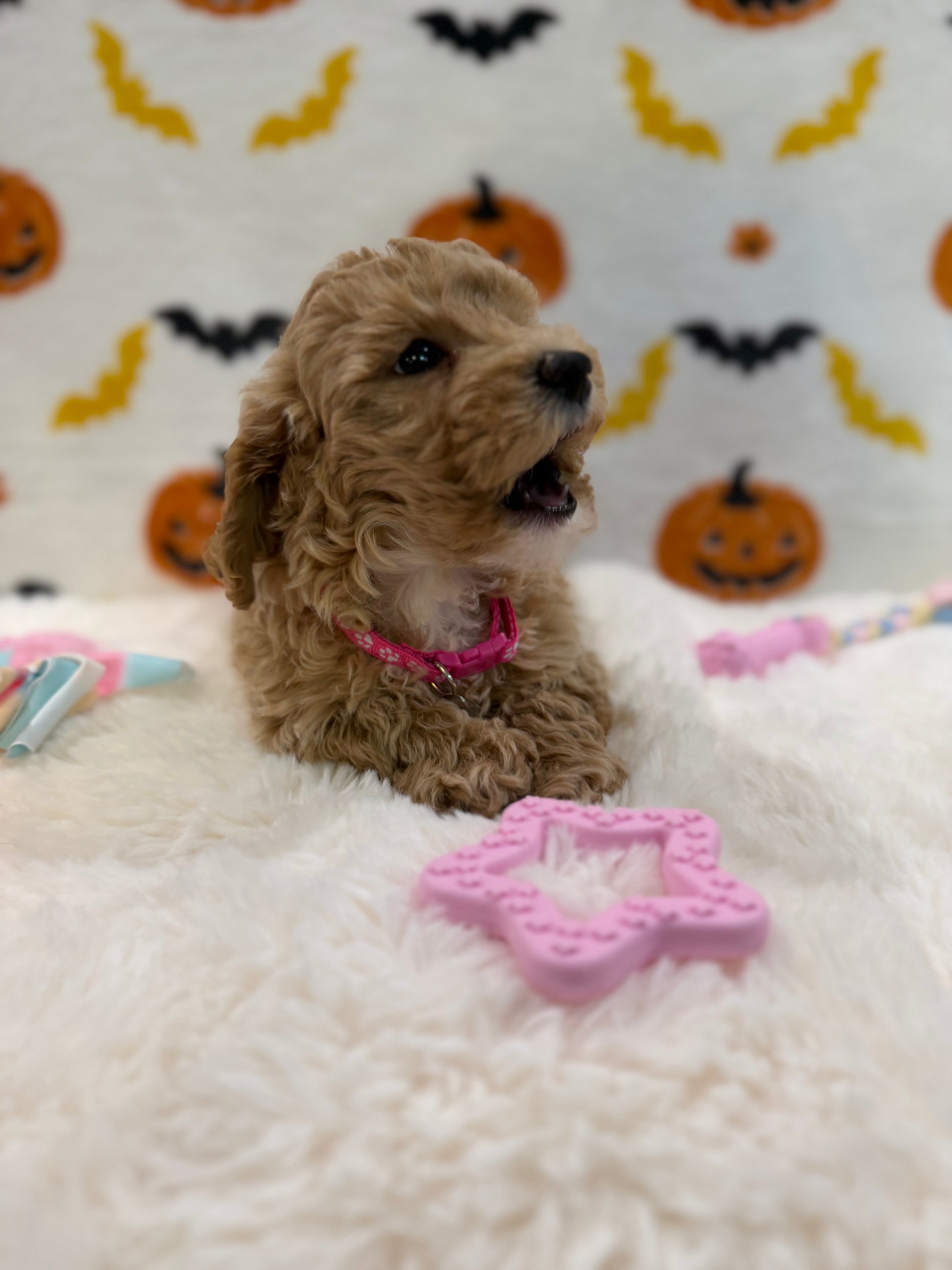 KIARA (Bichon Poodle)