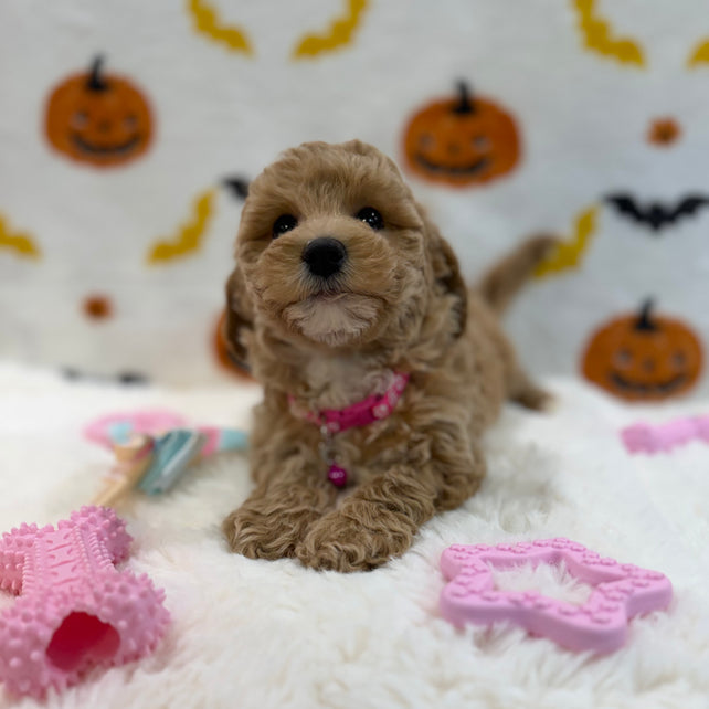 KIARA (Bichon Poodle)