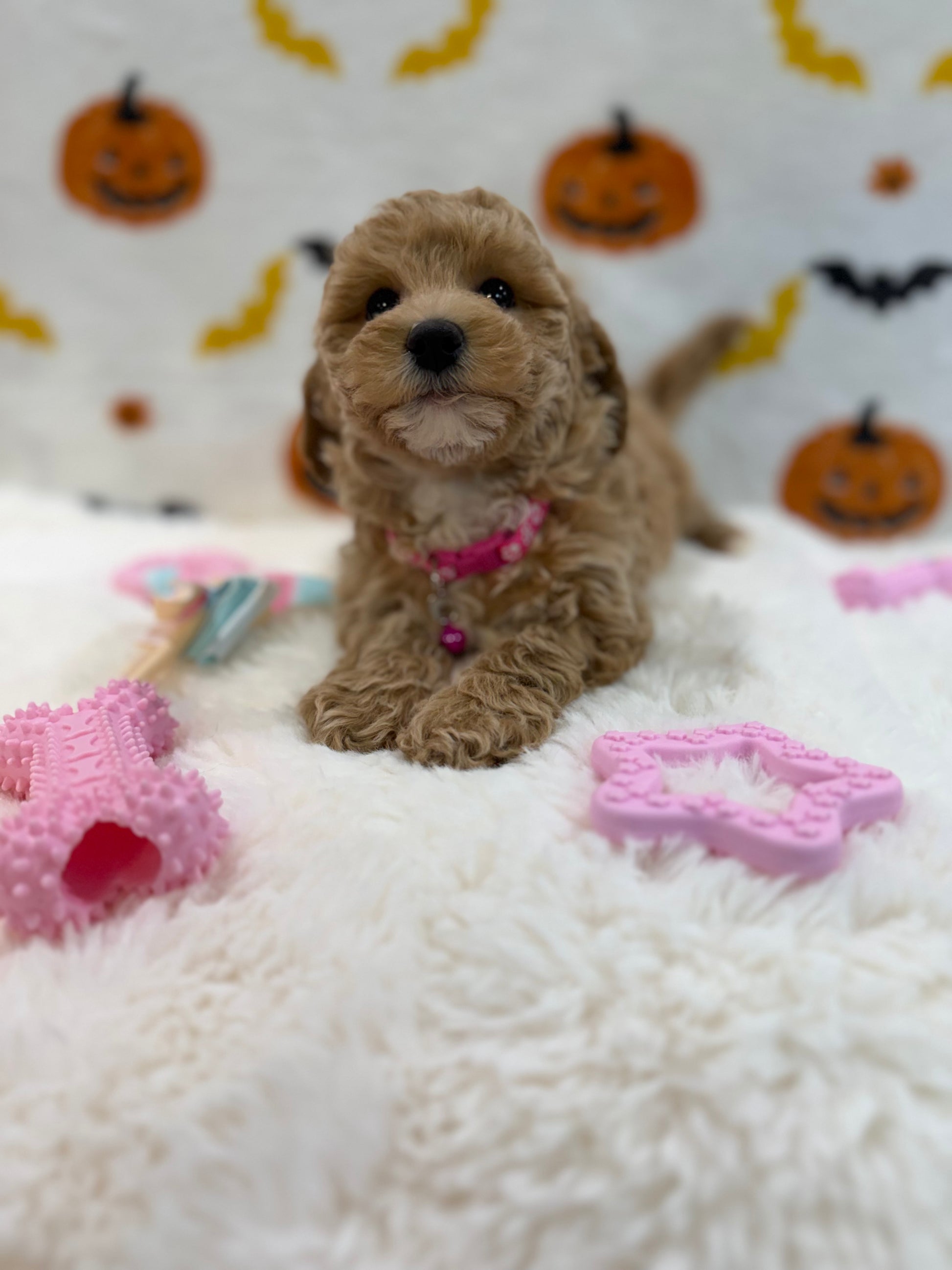 KIARA (Bichon Poodle)