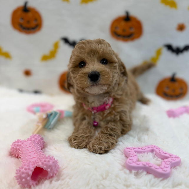 KIARA (Bichon Poodle)