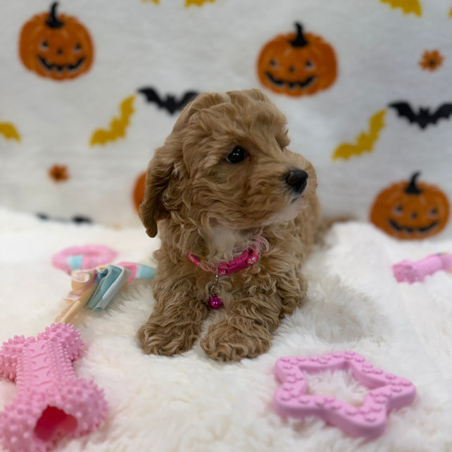 KIARA (Bichon Poodle)